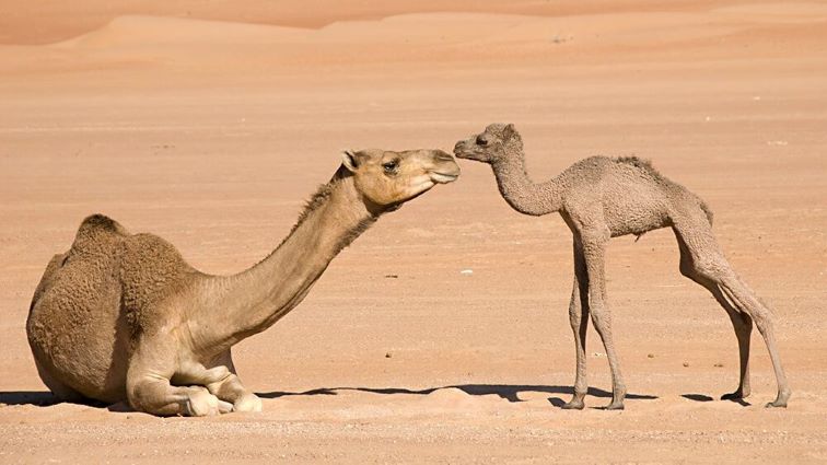 Camel - Calve