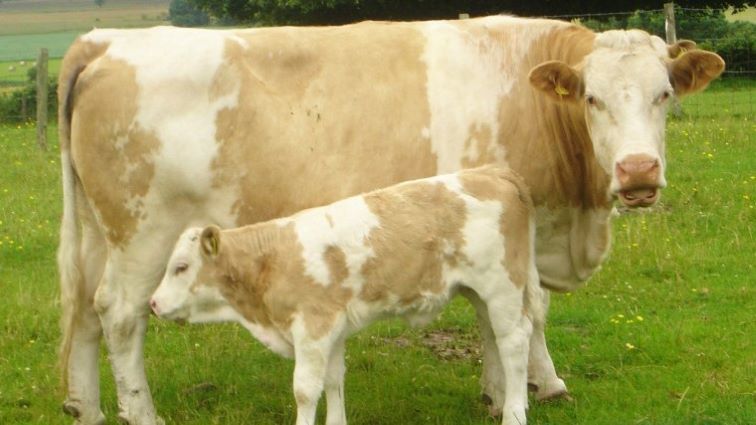Cow - Calf