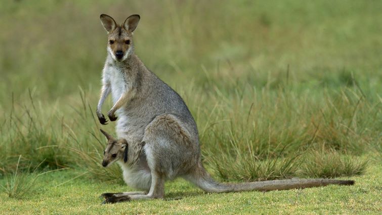 Kangaroo – Joey