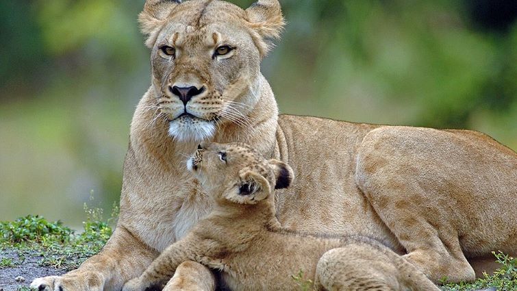Lion - Cub