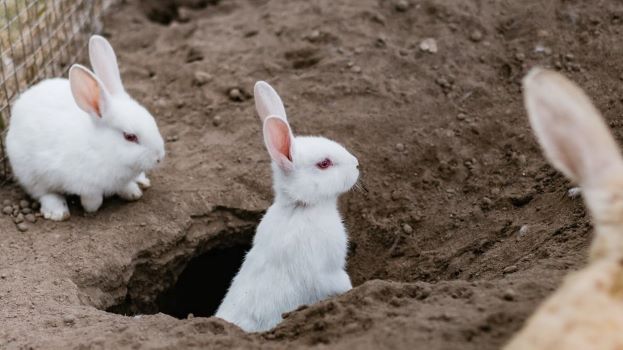 Rabbit - Hole