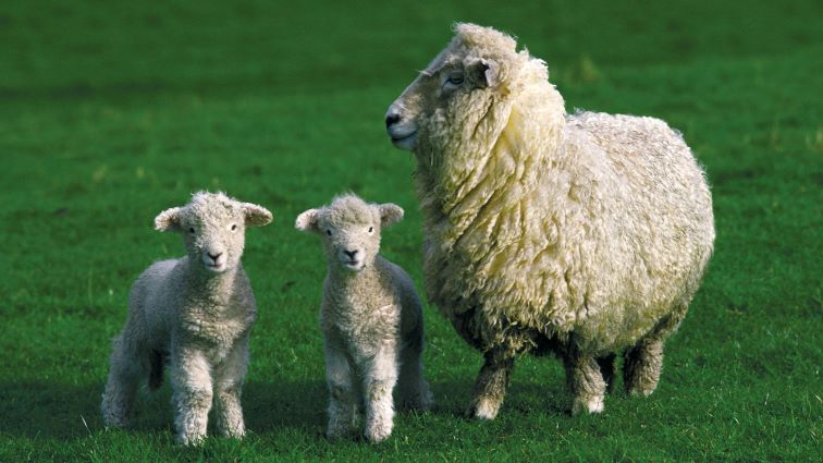Sheep – Lamb